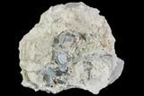 Aquamarine Crystals in Albite Crystal Matrix - Pakistan #111361-1